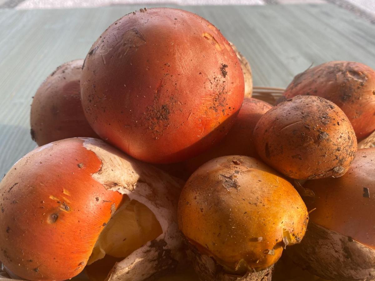 Agriturismo Grammelot サルニコ エクステリア 写真