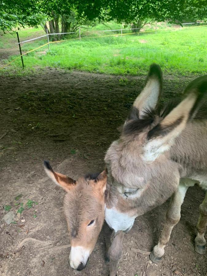 Agriturismo Grammelot サルニコ エクステリア 写真