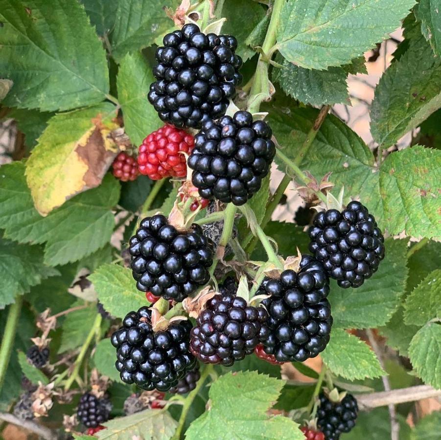 Agriturismo Grammelot サルニコ エクステリア 写真